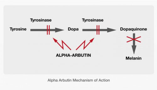Cơ chế hoạt động của Alpha Arbutin 