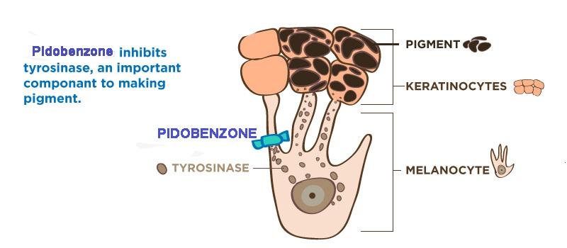 idobenzone ức chế mạnh mẽ enzyme tyrosinase – enzyme xúc tác tạo hắc sắc tố melanin gây nám